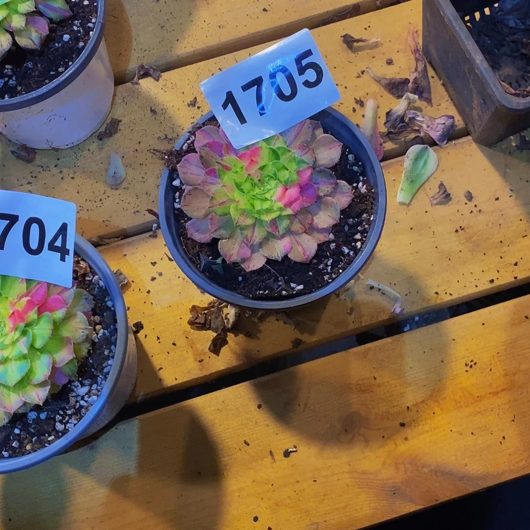 ꧁***꧂1705多肉植物知否
