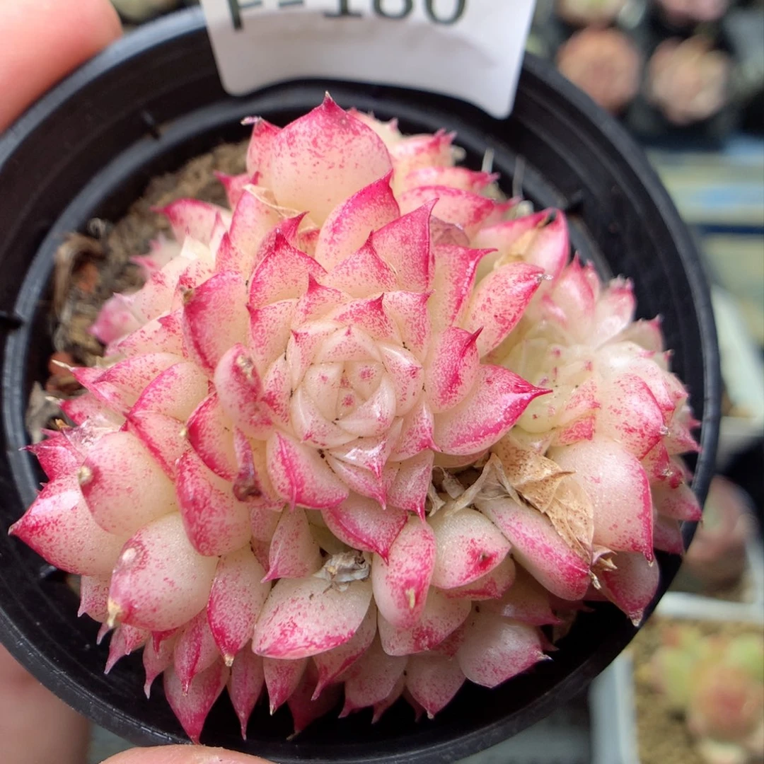 F180 ，柿子多肉20包邮两天凑单