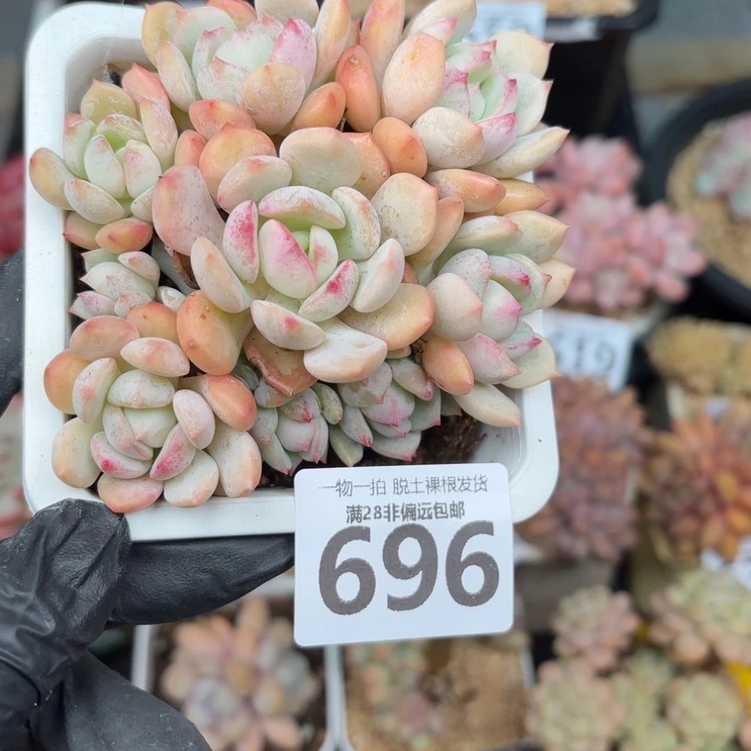 蜜桃格林无盆土发货