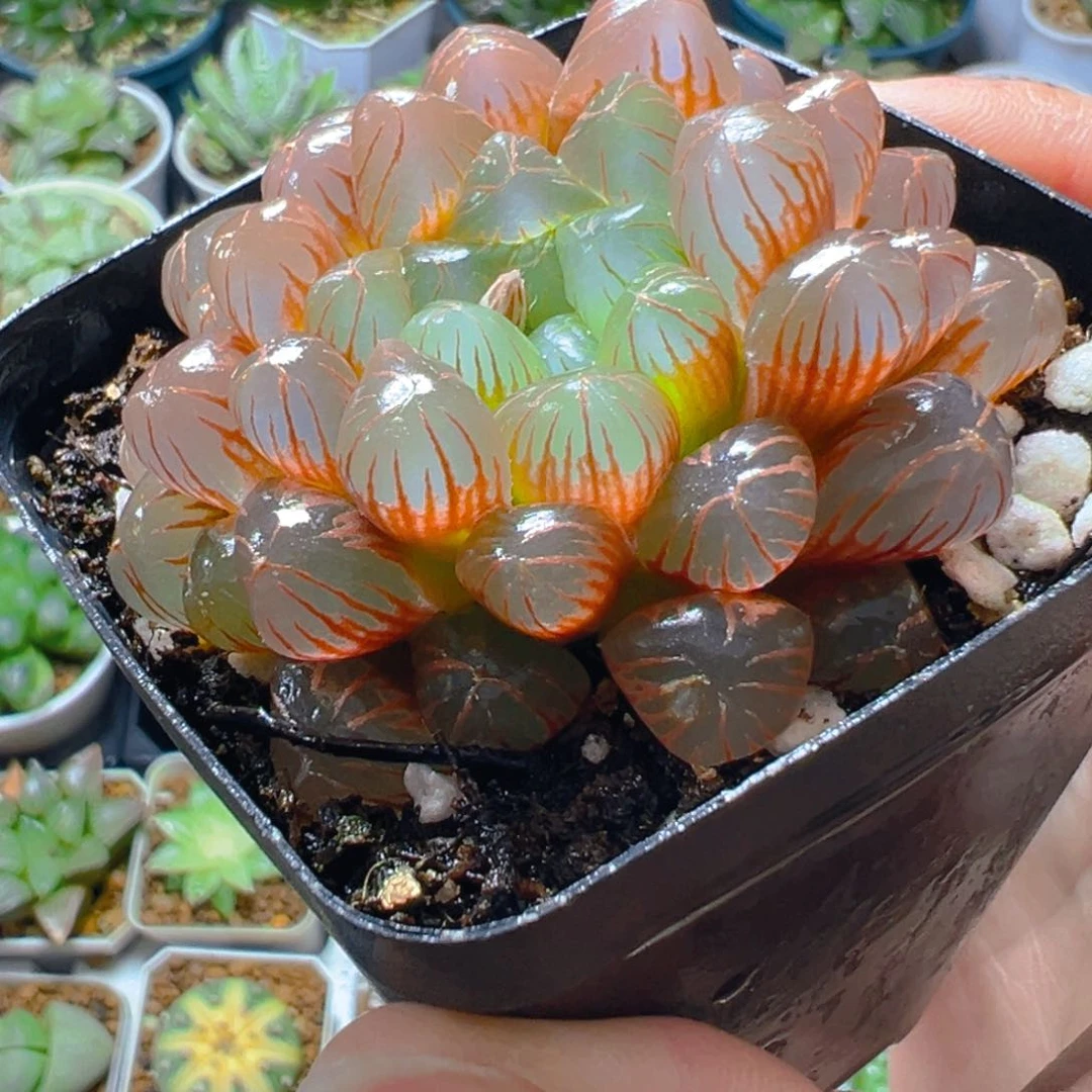 彩虹玉露多肉多肉多肉