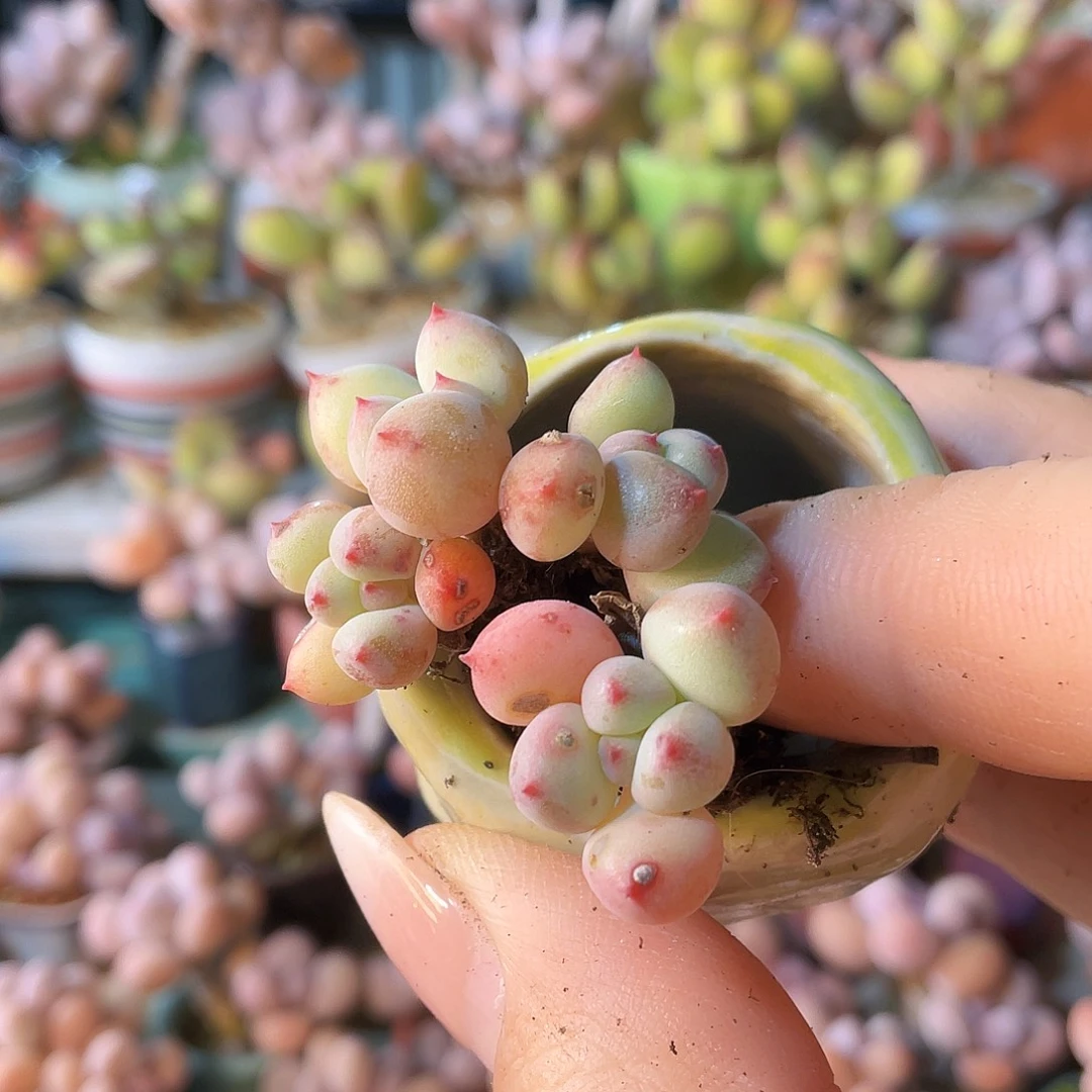 ****喵多肉植物的生长发育和生长