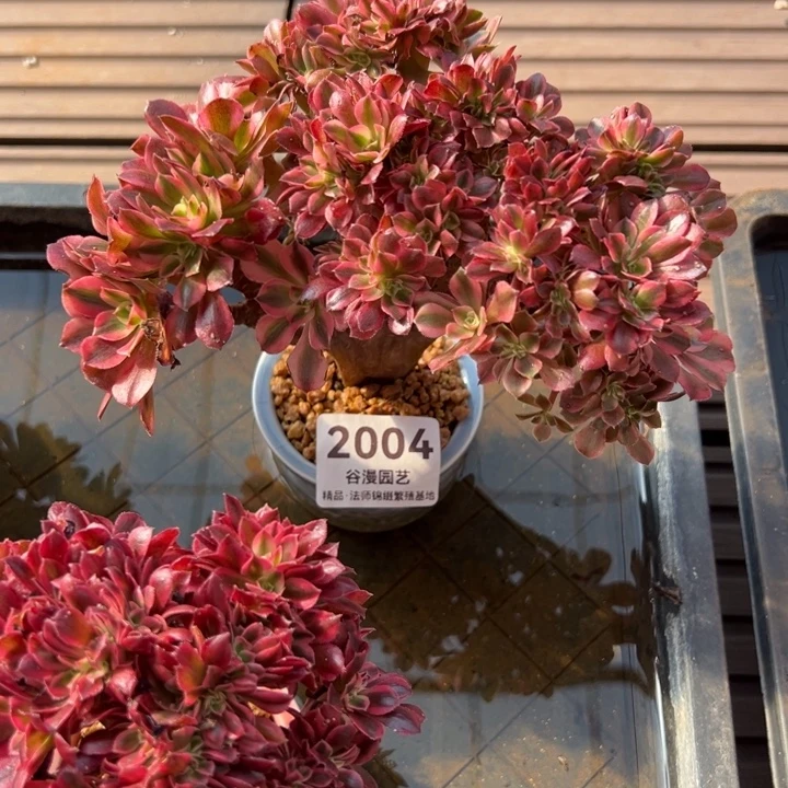 2004粉女巫自然朵缀化（迷你款）