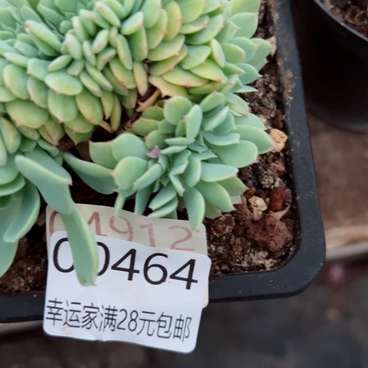 幸运的是你自己的哥