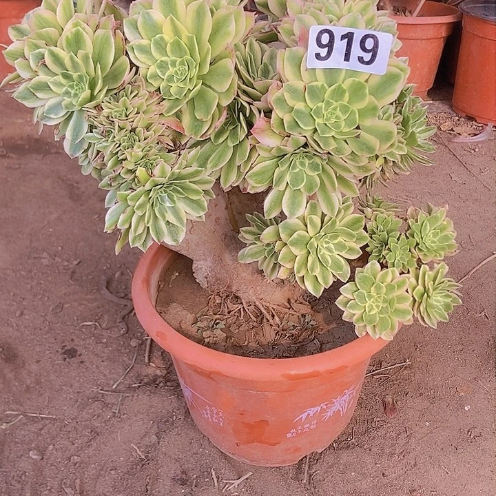 1****1919颜宁老庄缀化老板子法师