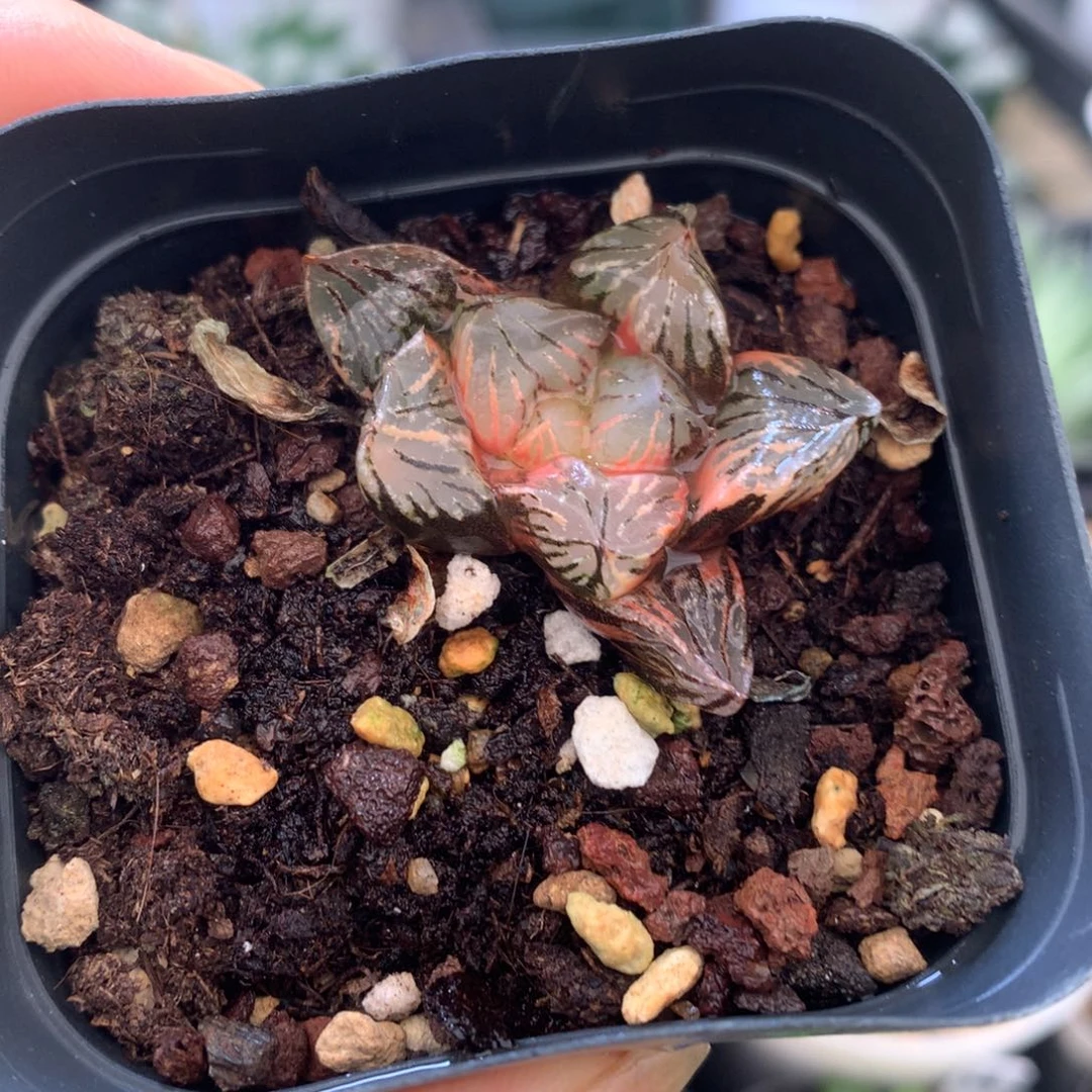 玉潭寿锦，带盆发货