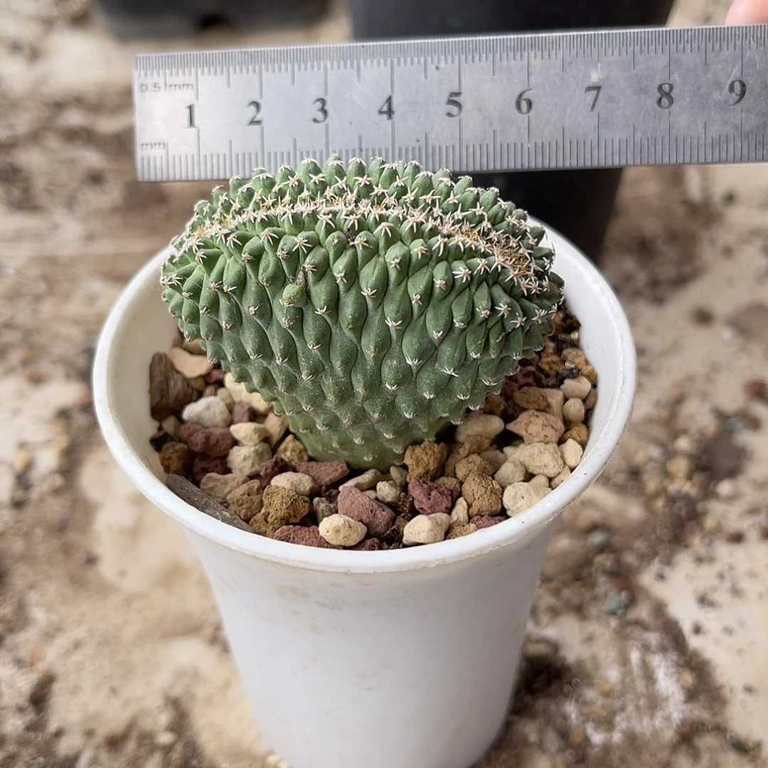 实生菊水缀化仙人球