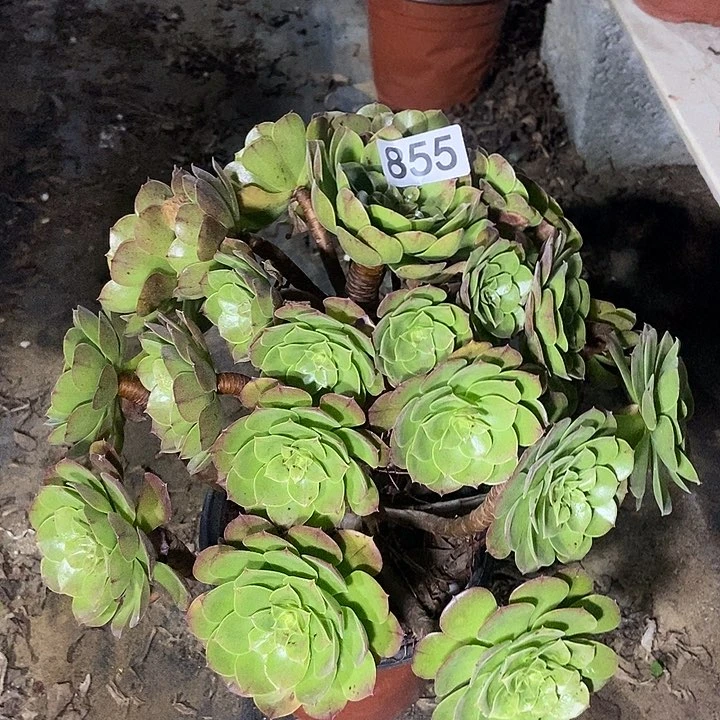 黄金沙拉碗855多肉不包断