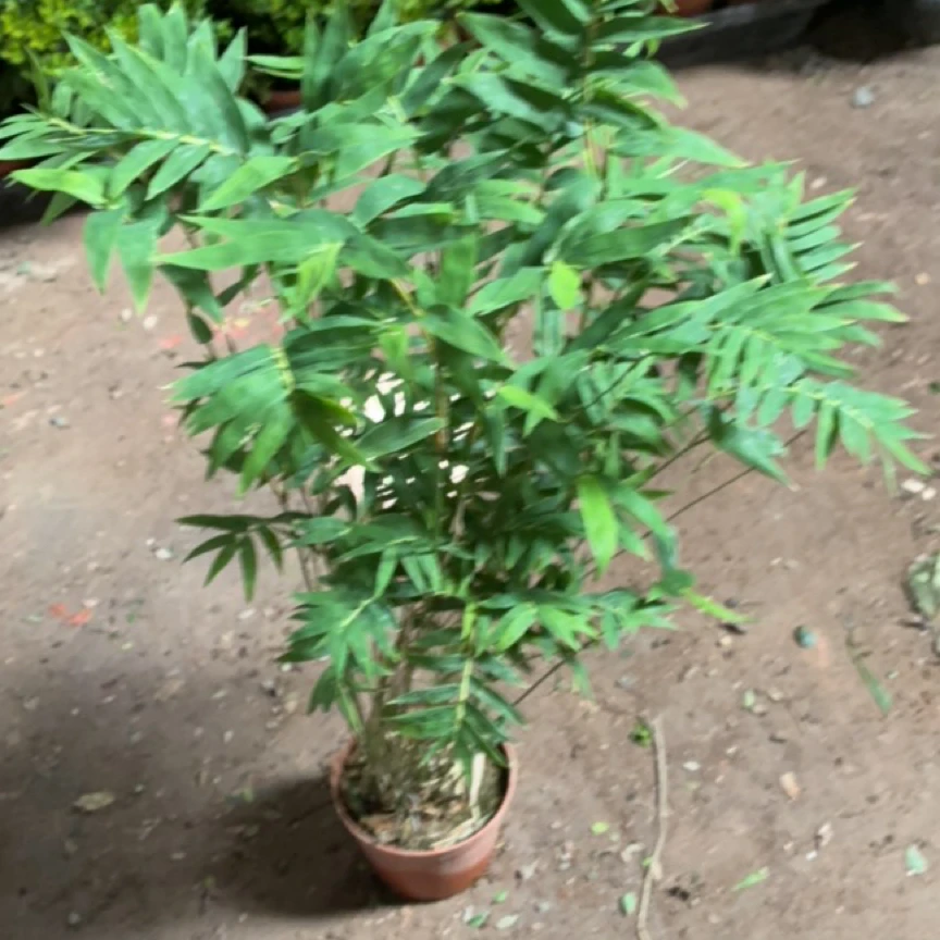 乐叶米竹/带盆带土/大颗/喜水喜寒喜阴/竹子收到货黄叶正常现象