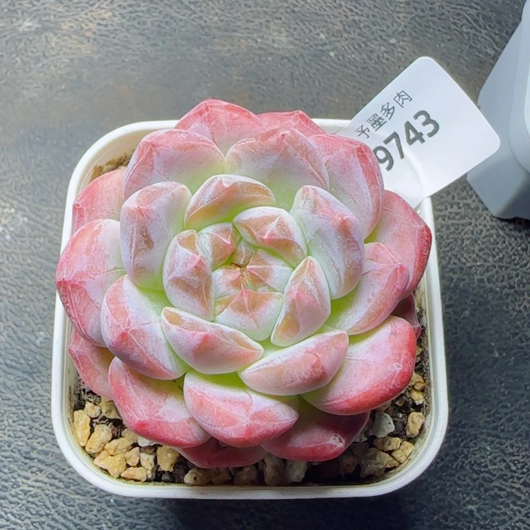 黛玉冰魄，9743多肉植物