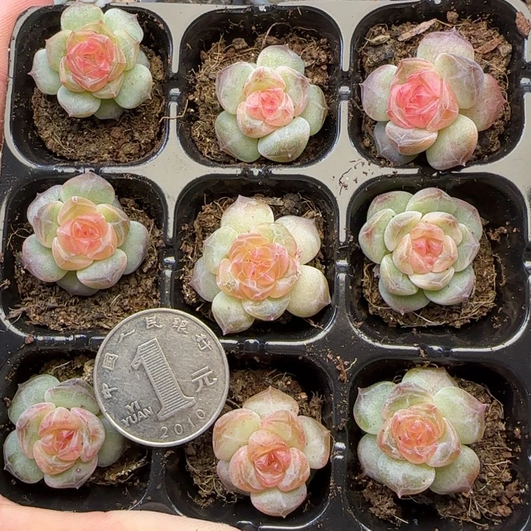 【满29包邮非偏远】232九棵全化水色糖心卡拉米