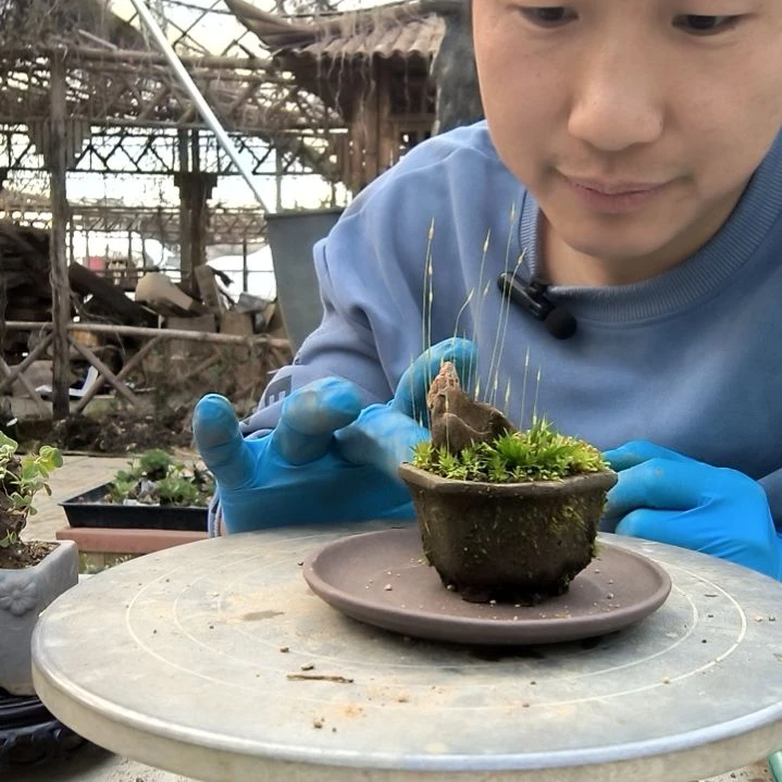 夜*小盆景小植物一物一拍160
