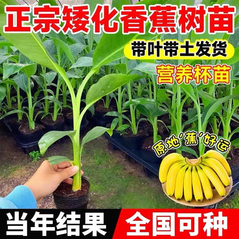 广西正宗芭蕉粉蕉苗矮化小米蕉香蕉树苗结果快庭院种植广西发货