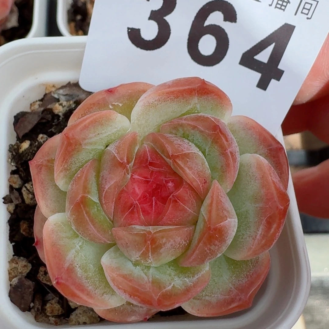 暮光之城            精美多肉植物