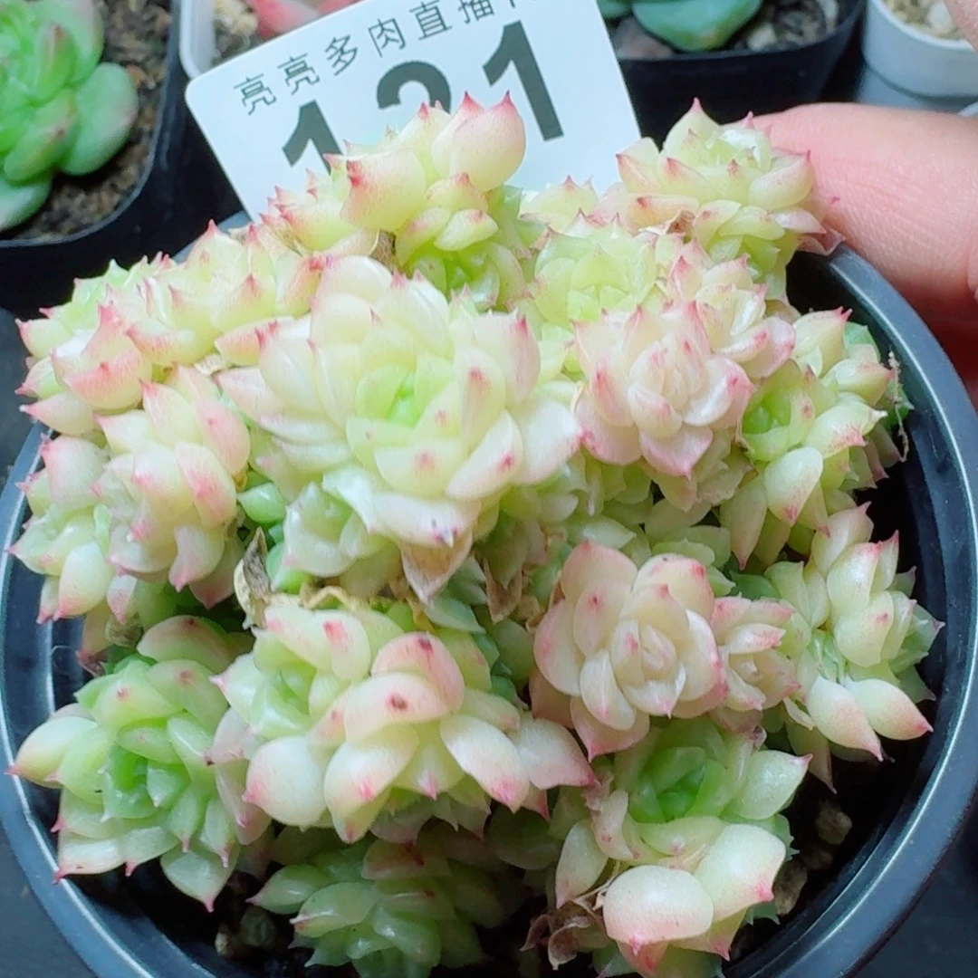 麦秆群生            精美多肉植物