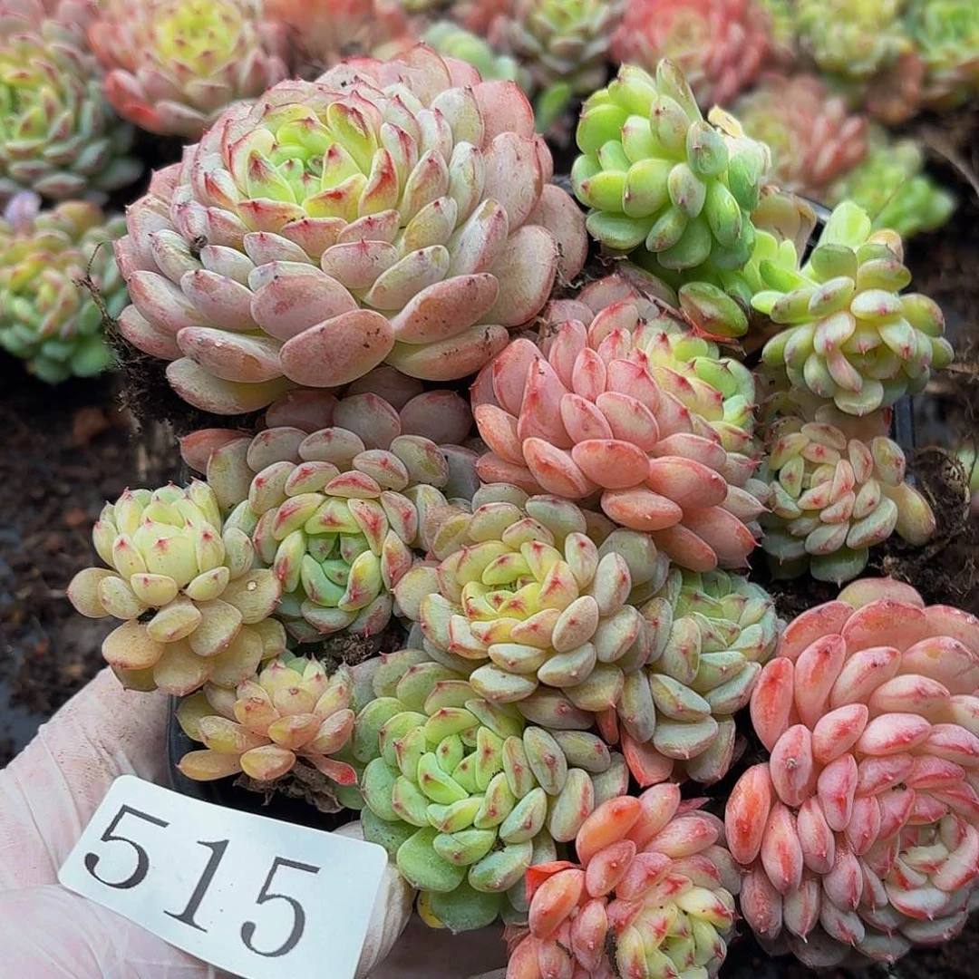 多肉植物多肉植物515