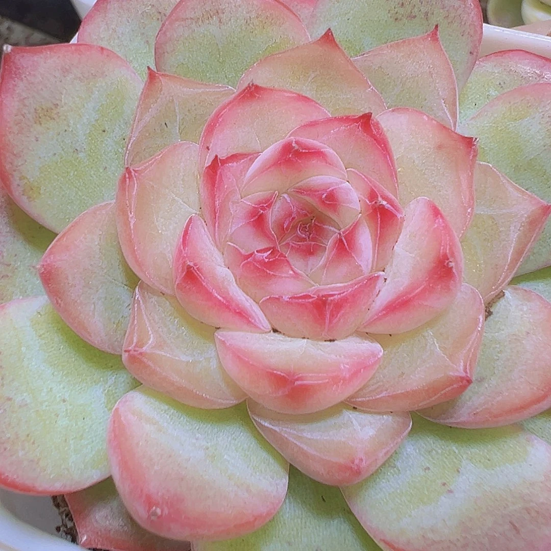 玉笛19包邮多肉植物