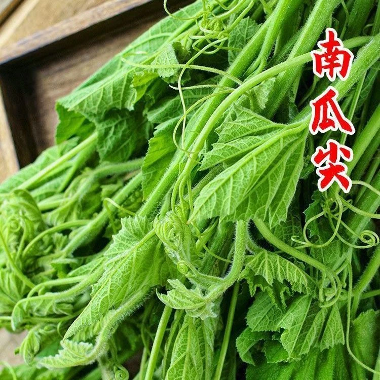 农家南瓜苗现货南瓜芽新鲜南瓜藤当季南瓜苗清炒煲汤时令青蔬菜