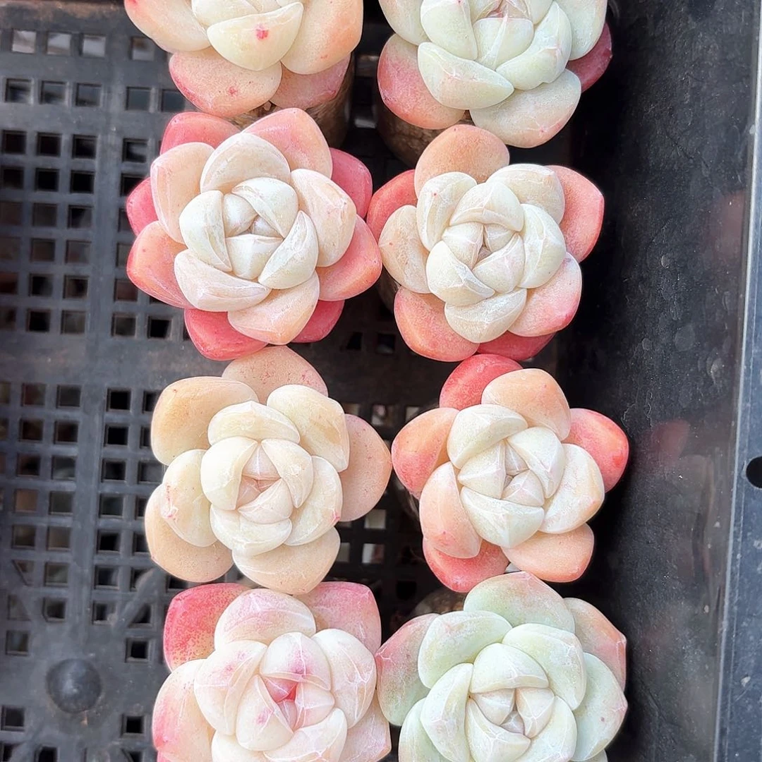 多肉大单头冰玉8颗一组