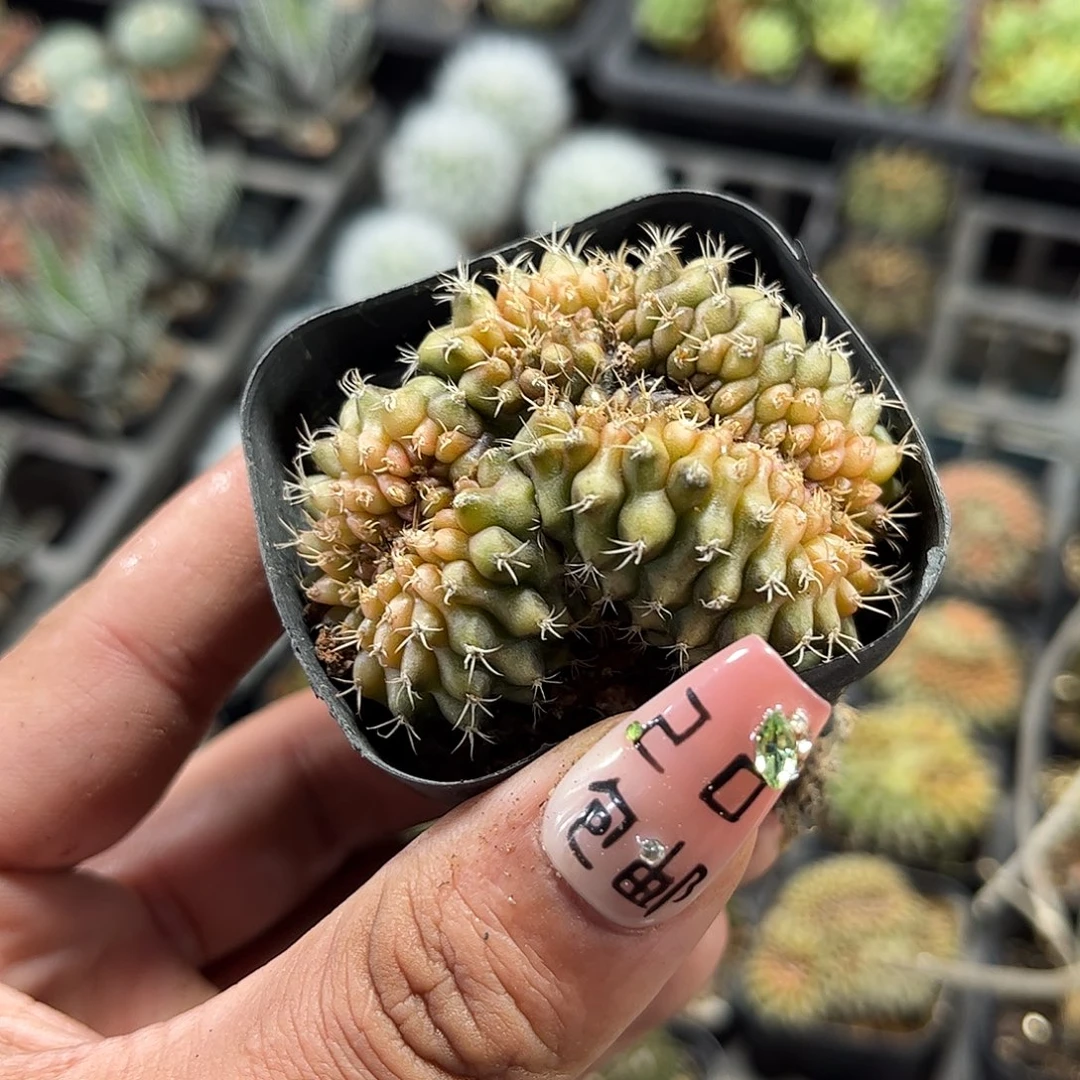 猪大肠单头发货的