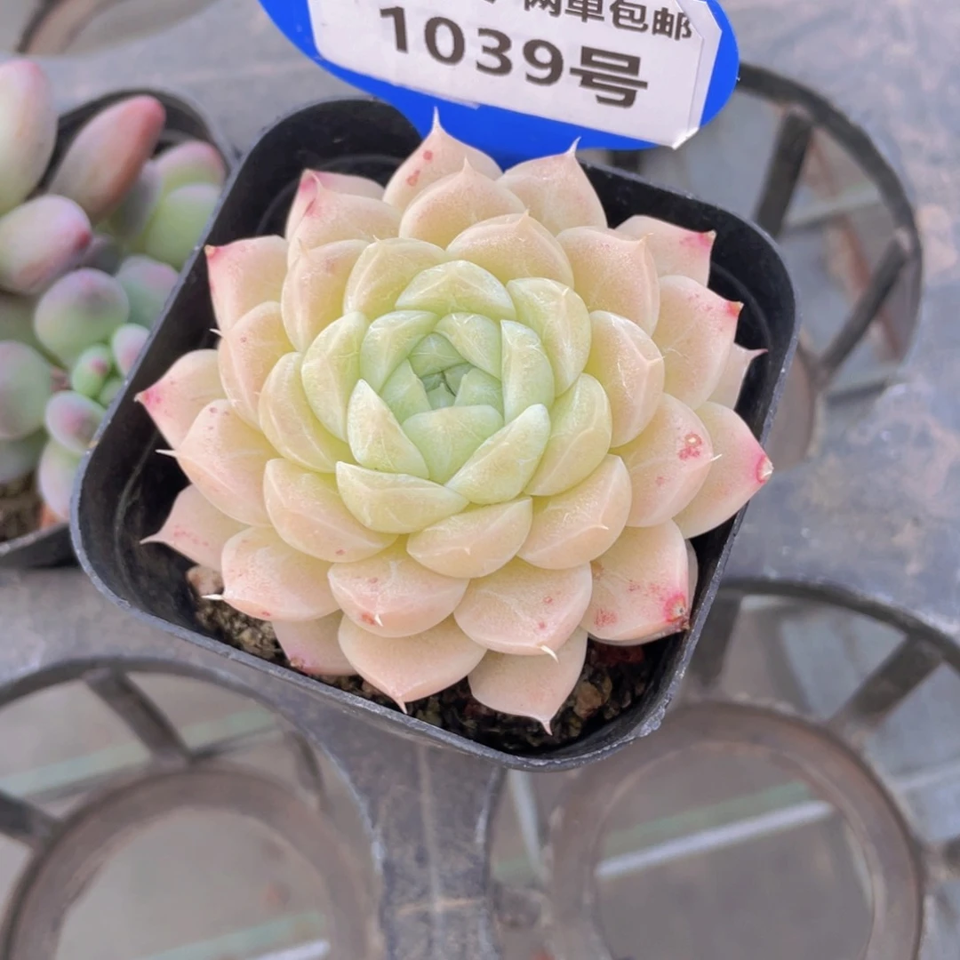 1039号珍妮冰透麦秆单头一个