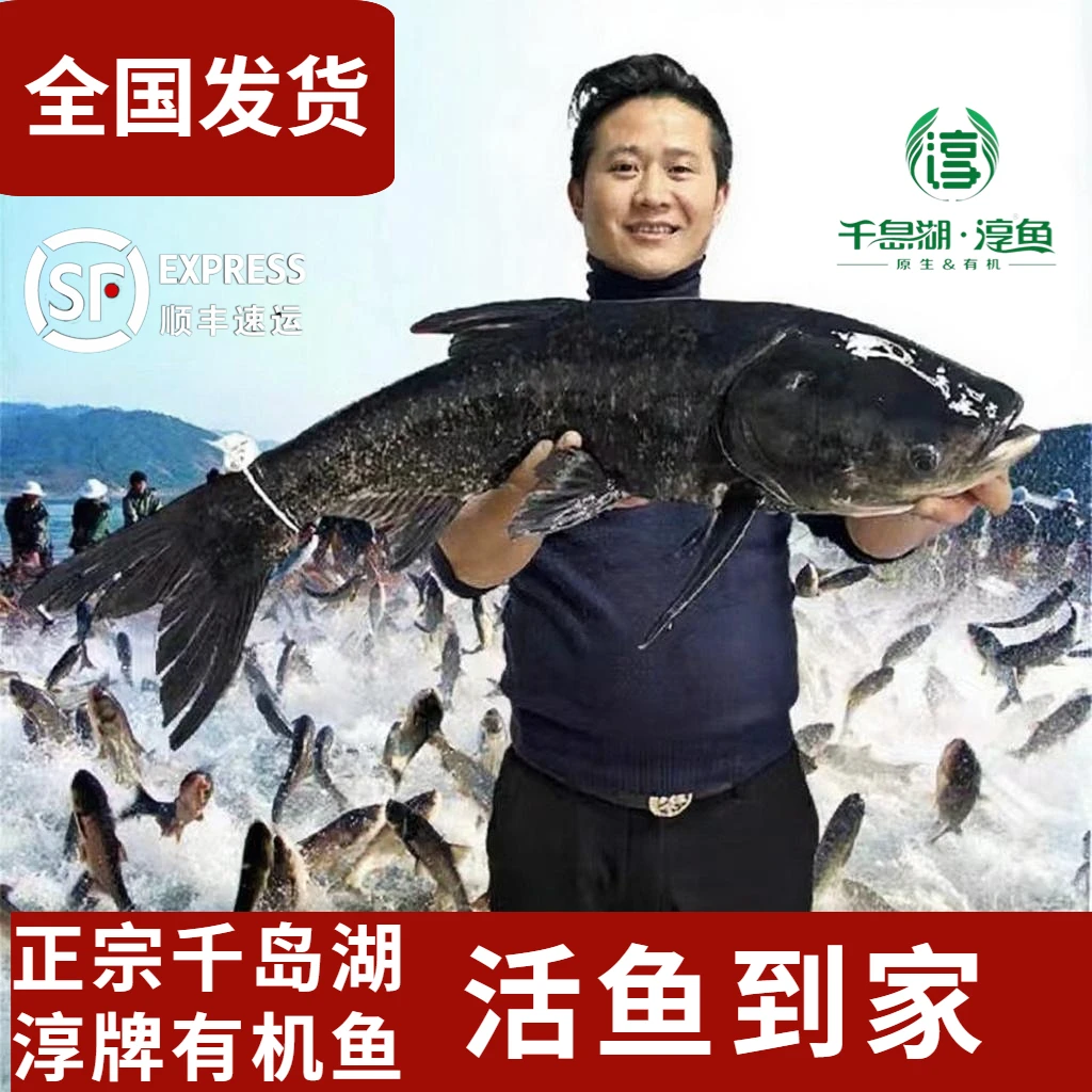 官方认证正宗千岛湖淳牌有机活鱼胖头鱼鲢鱼鳙鱼大头包头鱼