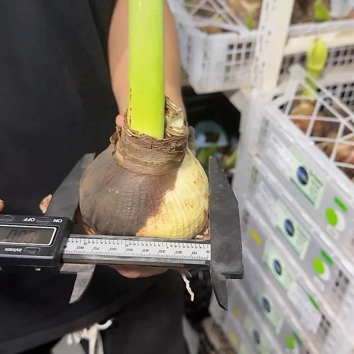 8.5公分蒂卡日出花后球