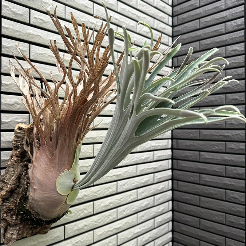 HFG鹿角蕨高手指鹿角蕨孢子苗8cm盆径包邮