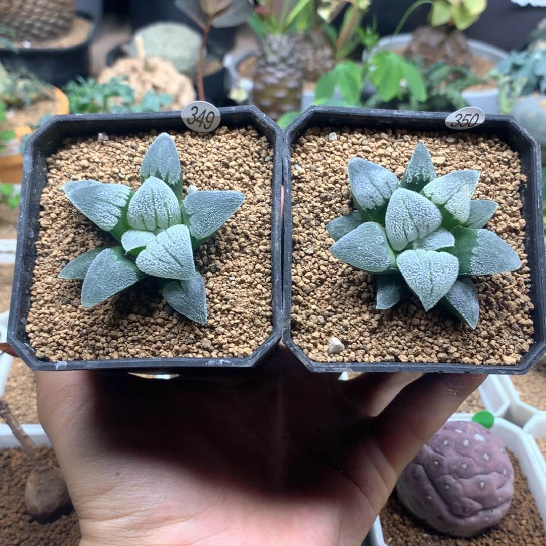 磨面寿十二多肉