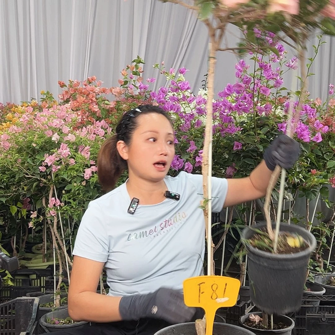 惜***满当前无花栽培后可以开花F81卡雅塔