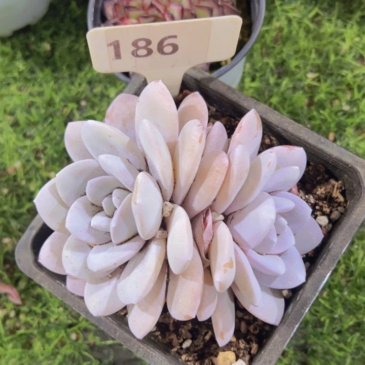 健健康康平平安安