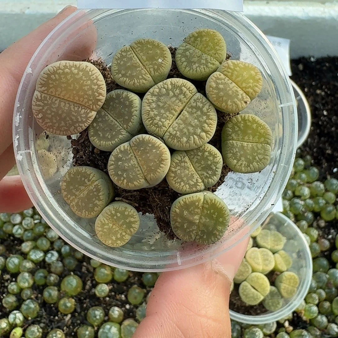 2634 哈哈哈哈哈哈哈哈