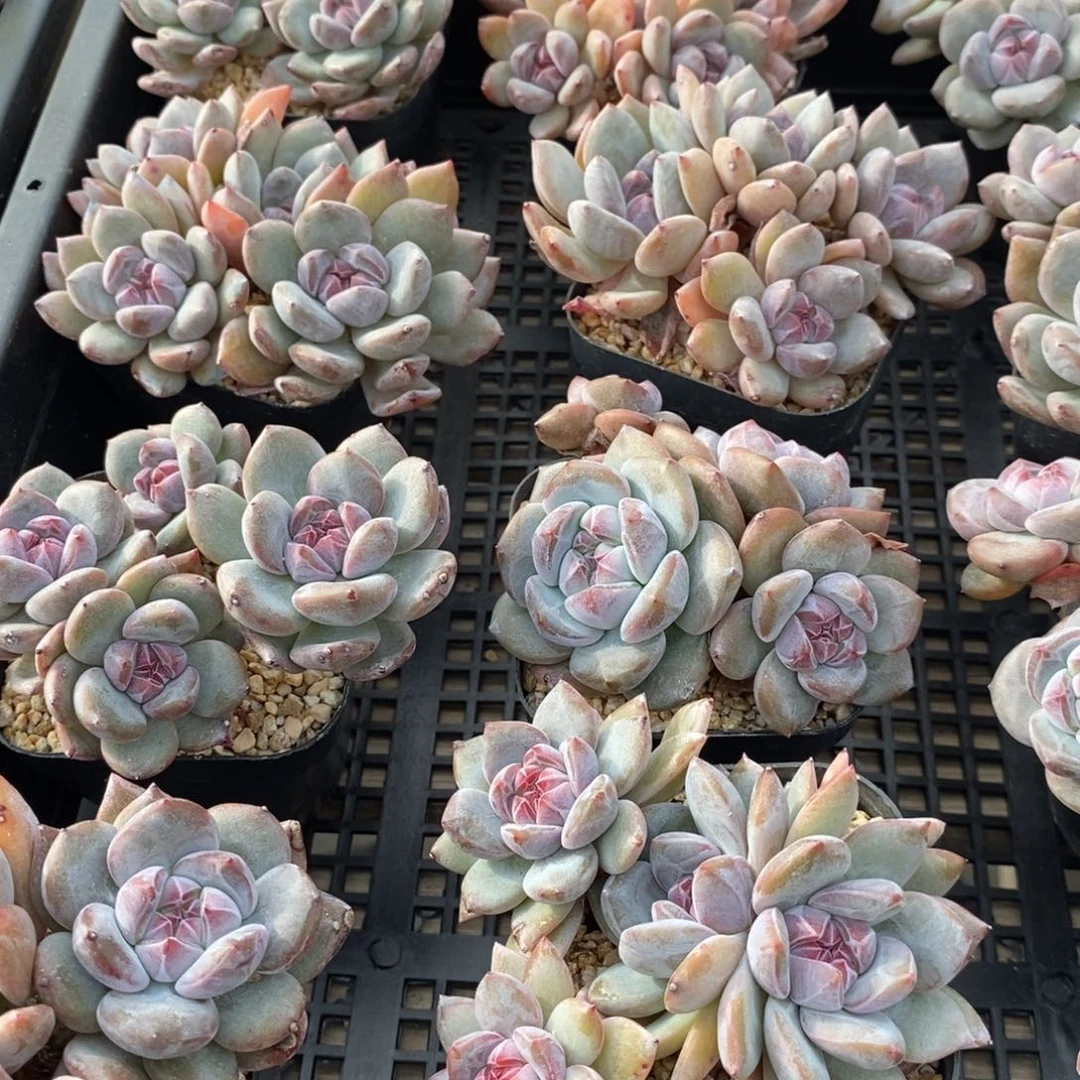 石榴籽四头，可以挑