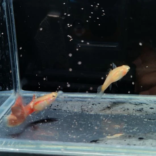 孔雀鱼黄化红草一对