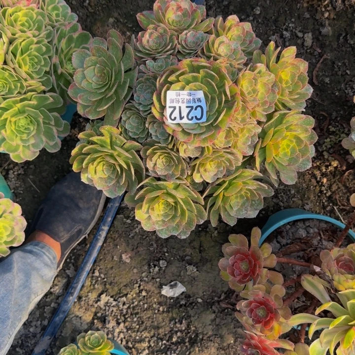 火狐花25-7包邮花花