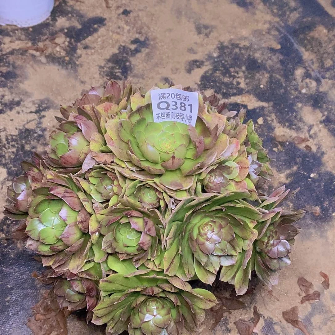 简**已381万拉丝杆子干疤