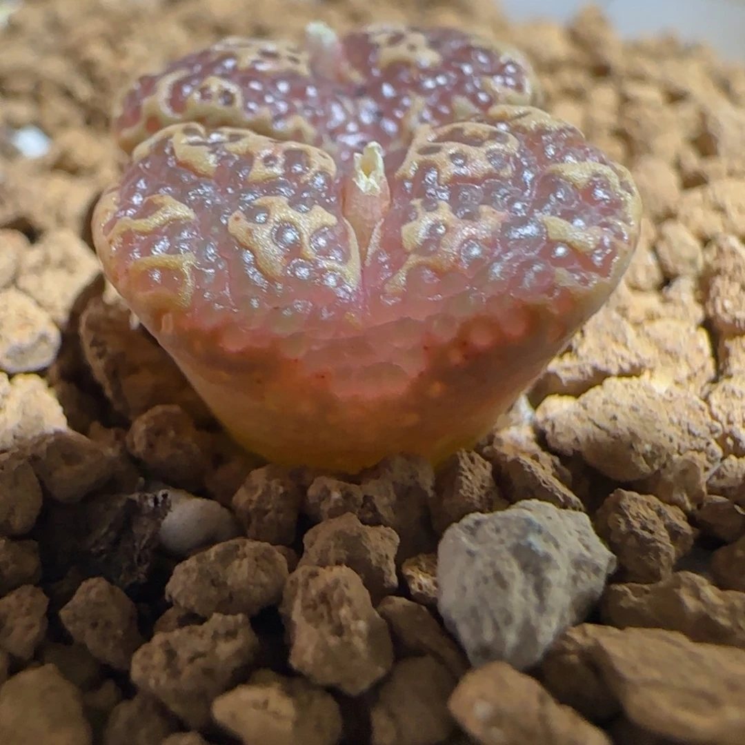 肉锥多肉植物组合-超级泡泡勋770