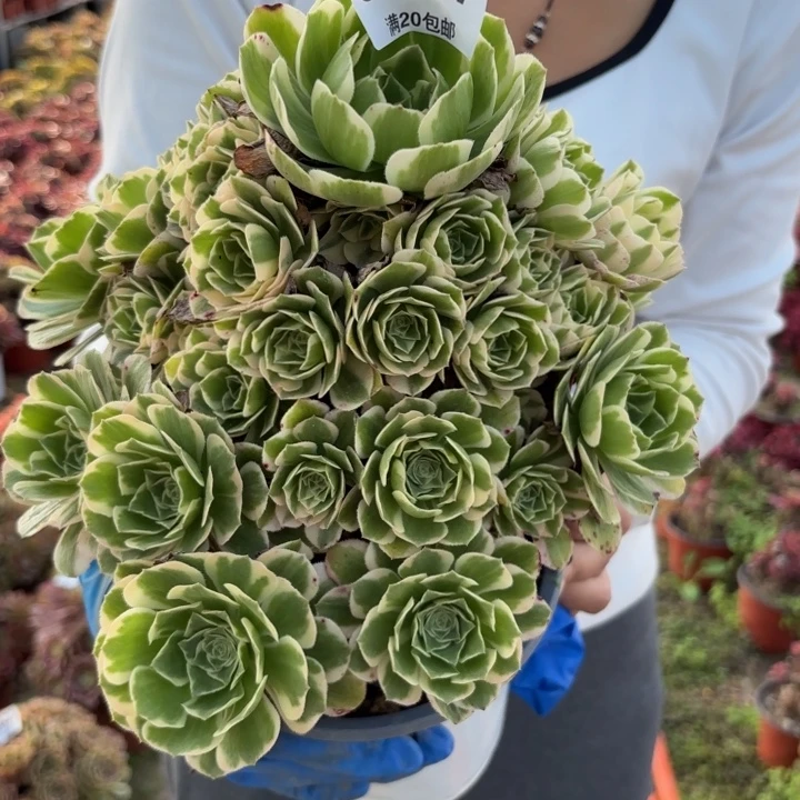 瑞妈多肉植物527.