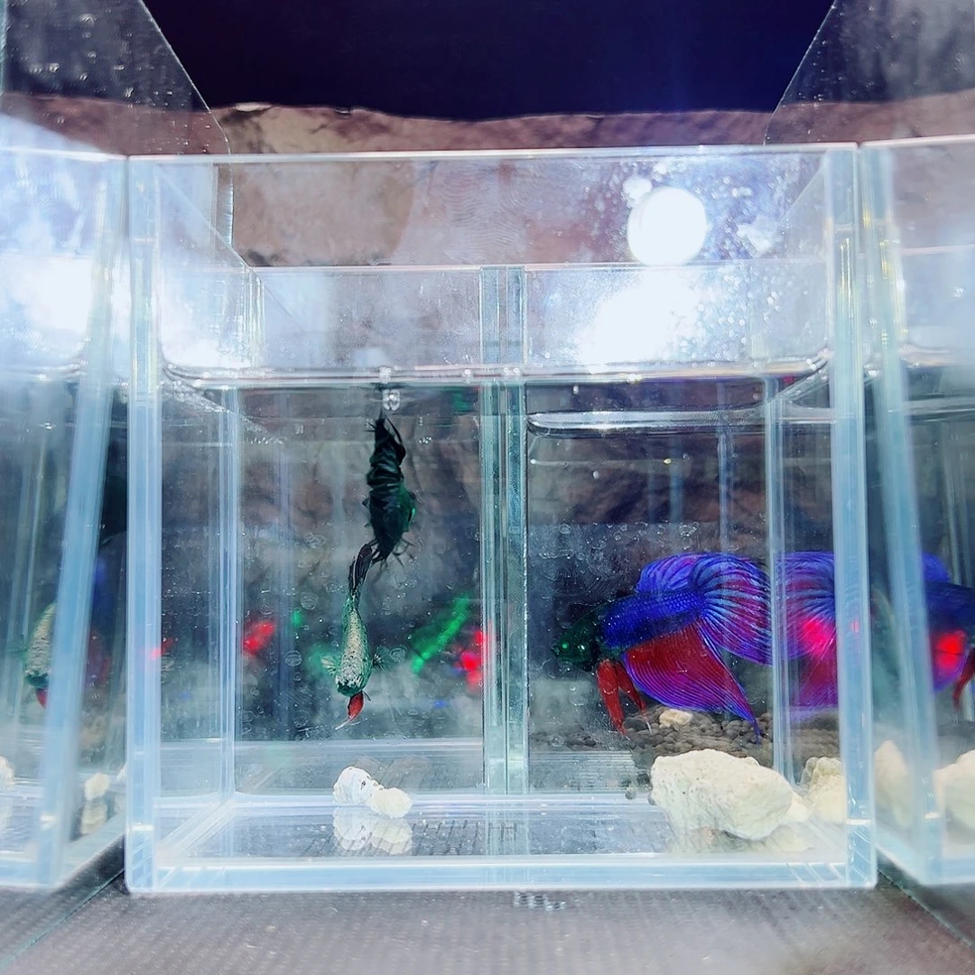 海胆精品精品精品精品