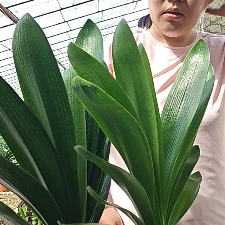 涛***)无花朵涛声依旧       60