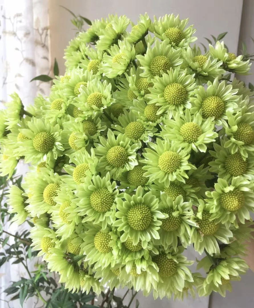 【绿精灵小雏菊】养护周期长  | 全场任意满两单升级快递