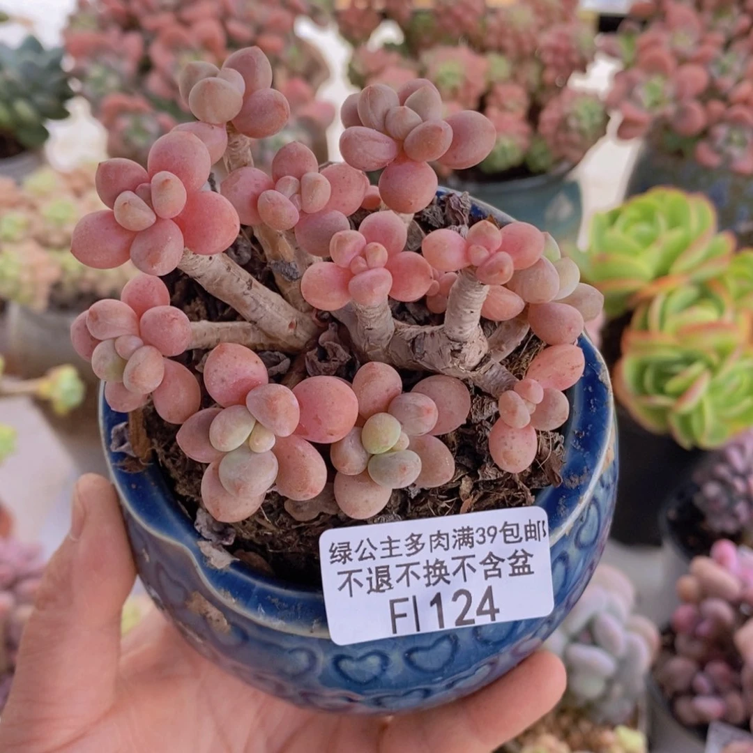 老桩有砍8cm124多肉植物