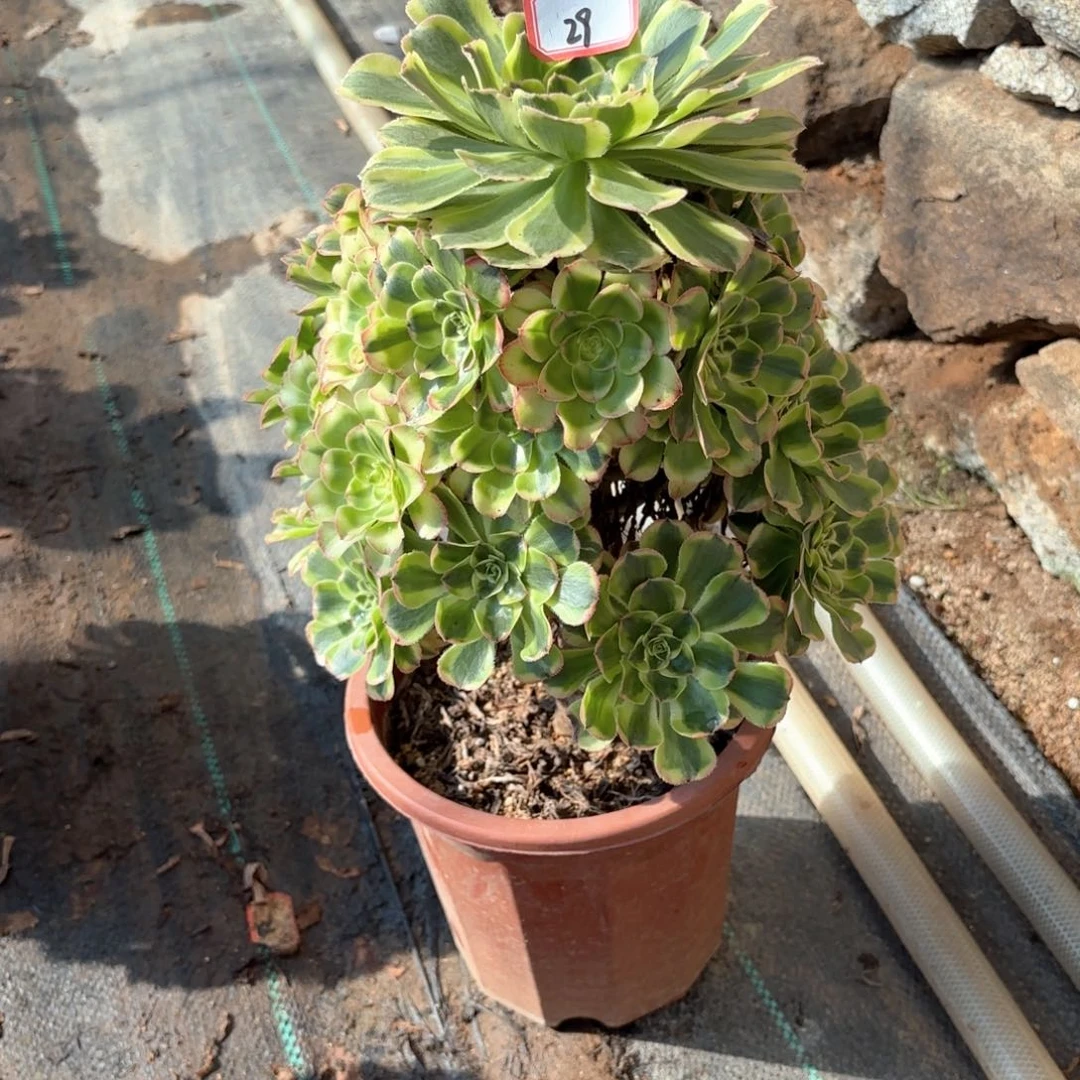 全部花朵29白兰地多肉植物