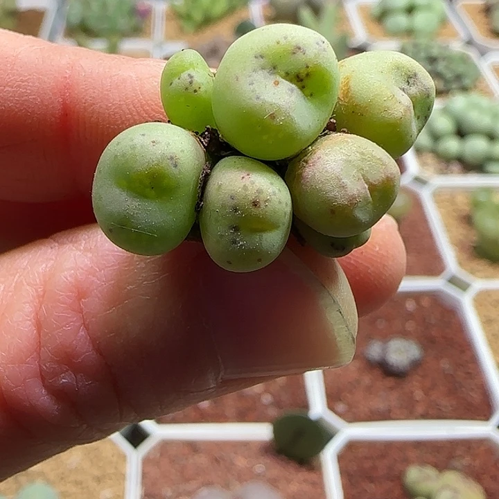 *****哈哈哈哈哈哈哈412