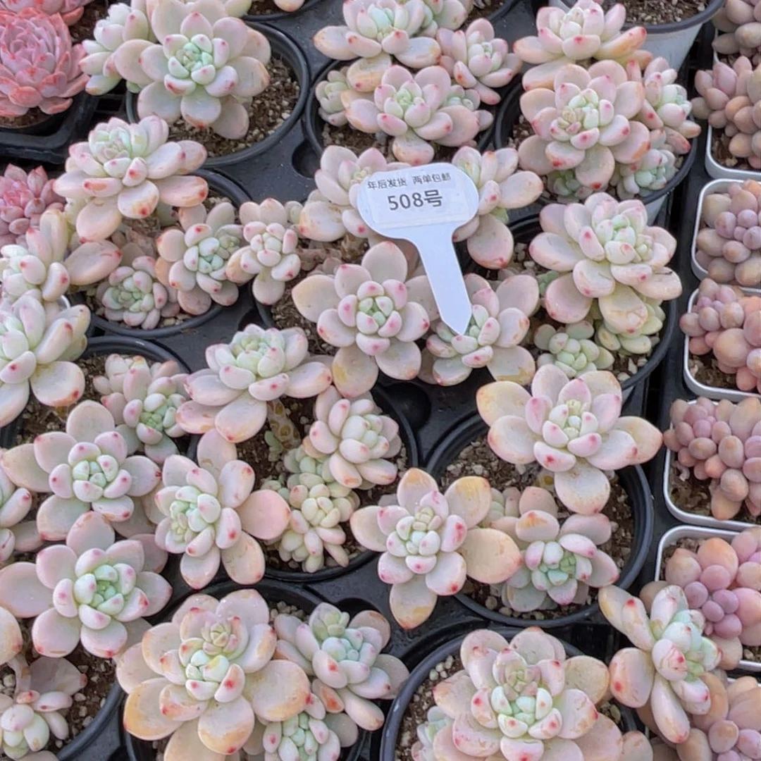 508号果冻罗琦群生一个