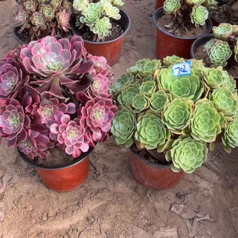 702多肉植物组合，