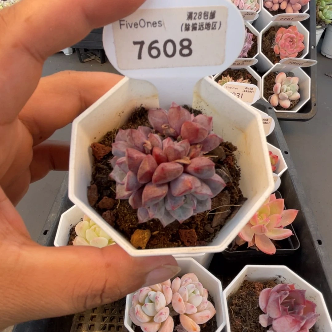 7608蓝宝石4.0厘米