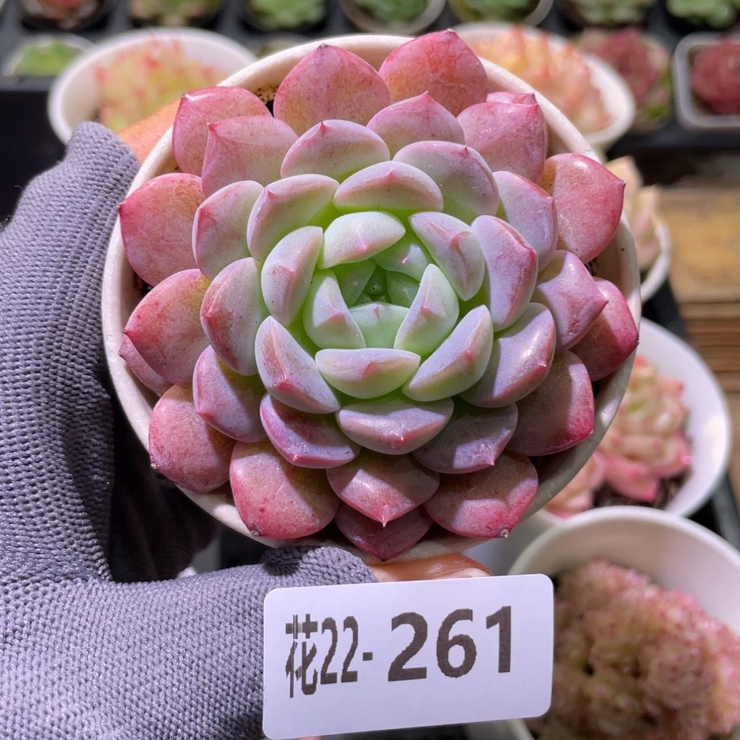 花利美22-261白桃汽水