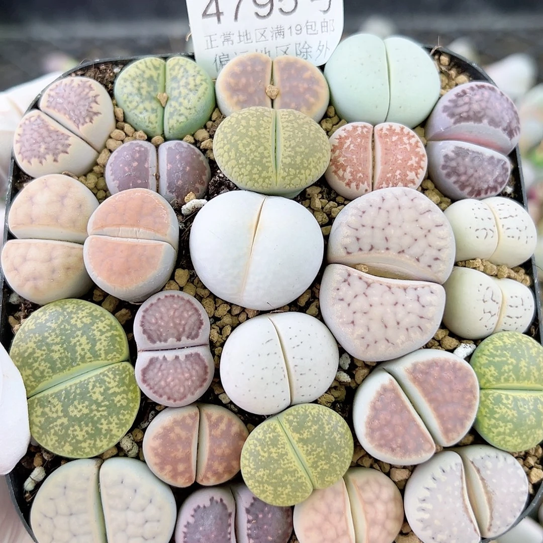 4795 好养易活生石花大母本10cm盆