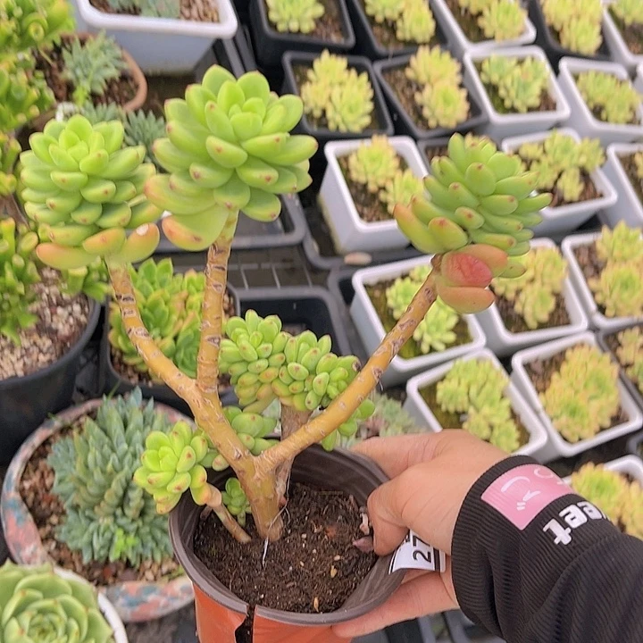 香格里拉朵朵缀27185多肉植物