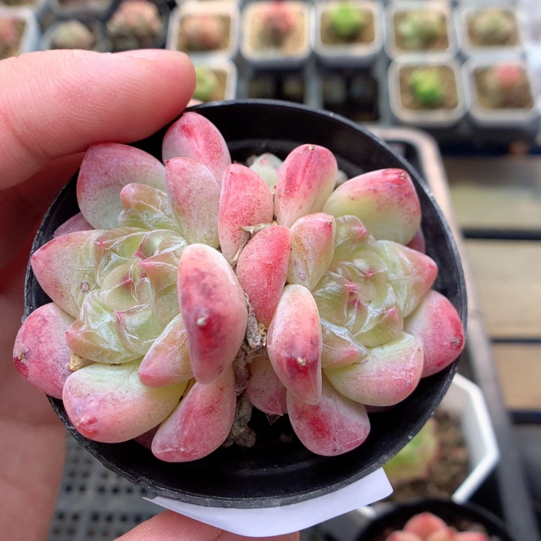 E131y y y y y y y y y y y